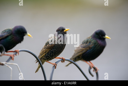 Per gli storni seduto su un giardino birdfeeder REGNO UNITO Foto Stock