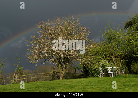 Dark Sky con un vivido arcobaleno su un giardino con una fioritura crab apple albero su una molla showery giorno nel West Berkshire Foto Stock