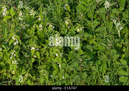 Morto bianco-ortiche, Lamium album e ortica, Urtica dioica, crescendo insieme Foto Stock