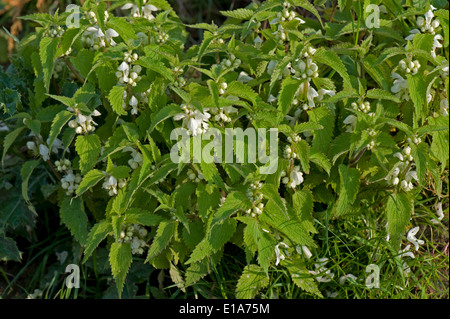 Bianco-dead-ortica, Lamium album, gruppo di piante in fiore Foto Stock