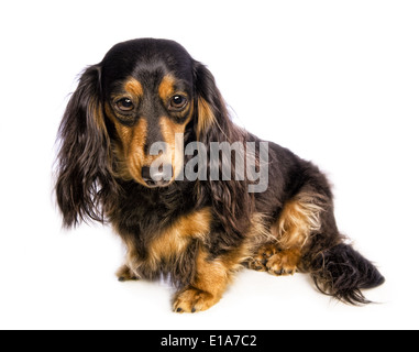 Nero e marrone capelli lunghi bassotto seduto a fianco con tristi gli occhi grandi isolati su sfondo bianco Foto Stock