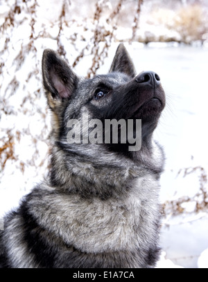 Elkhound norvegese host di testa all'aperto nella neve Foto Stock