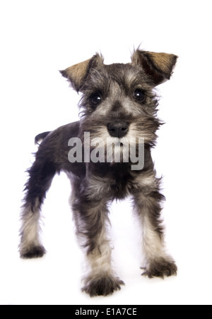 Miniatura adorabile cucciolo Schnauzer isolati su sfondo bianco Foto Stock