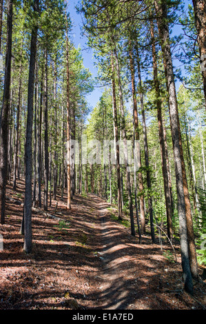Il sentiero attraverso il bosco di pini, Bear Creek, Rainbow Trail, Colorado, STATI UNITI D'AMERICA Foto Stock