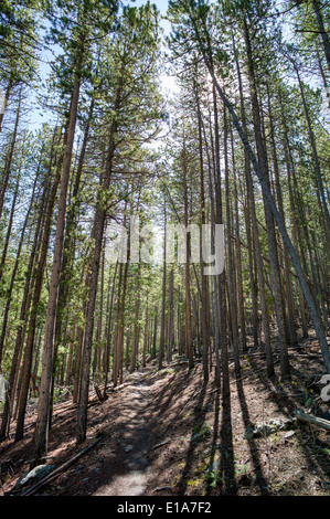 Il sentiero attraverso il bosco di pini, Bear Creek, Rainbow Trail, Colorado, STATI UNITI D'AMERICA Foto Stock