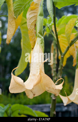 Brugmansia x candida 'Grand Marnier' Foto Stock