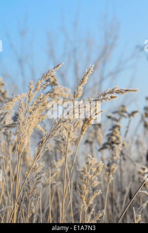 Erba in inverno brina contro il cielo blu Foto Stock