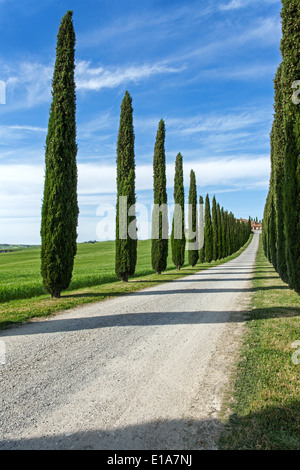 Cypress strada alberata - Toscana, Italia Foto Stock