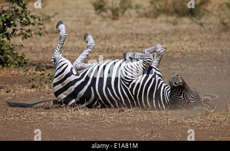 Pianure di laminazione Zebra, Perissodactyla, Equus quagga, Sud Africa Foto Stock