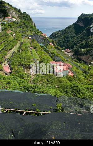 Valle costiera sulla baia di Salerno sopra Amalfi con limone terrazzati frutteti, alcuni con ombra netting per proteggere il raccolto Foto Stock