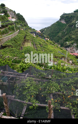 Valle costiera sulla baia di Salerno sopra Amalfi con limone terrazzati frutteti, alcuni con ombra netting per proteggere il raccolto Foto Stock