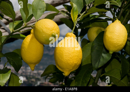 Limoni maturi sull'albero vicino a Sorrento e la baia di Napoli in Italia Foto Stock