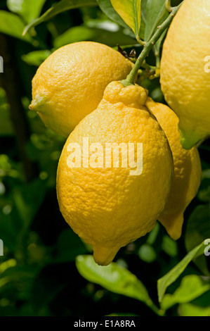 Limoni maturi sull'albero vicino a Sorrento e la baia di Napoli in Italia Foto Stock