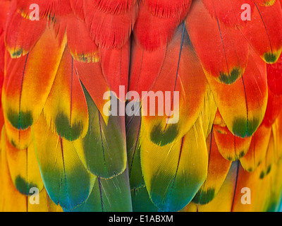 Scarlet Macaw piume. Foto Stock