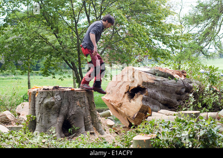 Workman utilizzando l'abbattimento degli alberi attrezzature per abbattere un albero malato Foto Stock