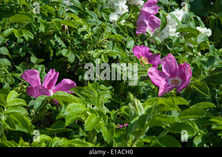 Rose selvatiche, rosa canina, crescendo in una siepe nelle Midlands inglese Foto Stock