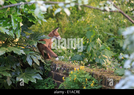 Fox cub guardando fuori da una parete nel tardo pomeriggio di luce Foto Stock