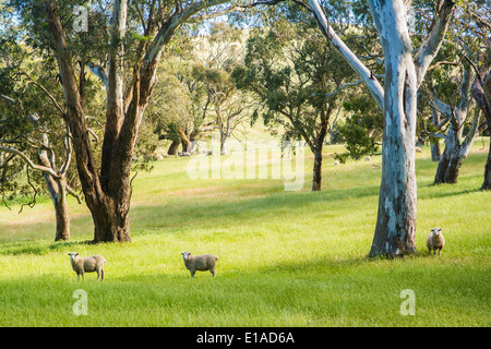 Pecore, Fleurieu Peninsula, Sud Australia Foto Stock