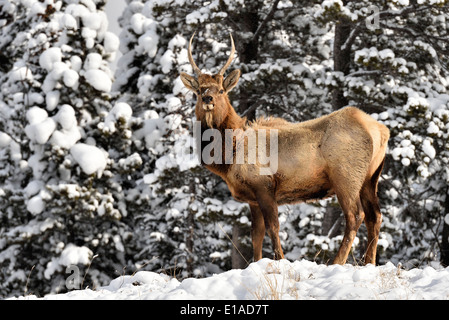 Un giovane bull elk in piedi su una coperta di neve hill top nel suo habitat invernale Foto Stock