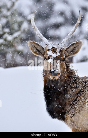 Una immagine ritratto di una giovane bull elk presi in un giorno di neve Foto Stock