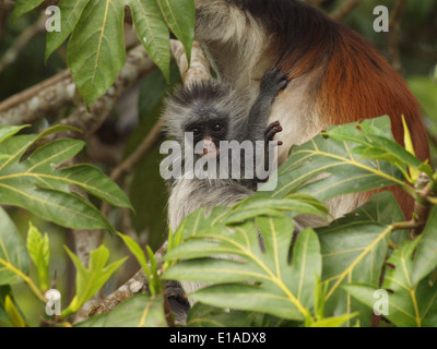 Femmina endemica Red Colobus sostenuta o Zanzibar Colobus Monkey (Procolobus kirkii) con il bambino aggrappato su nella foresta di Jozani Zanzibar Foto Stock