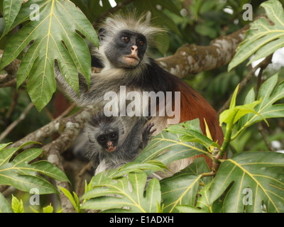 Femmina endemica Red Colobus sostenuta o Zanzibar Colobus Monkey (Procolobus kirkii) cuddling bambino nella foresta di Jozani Zanzibar Foto Stock