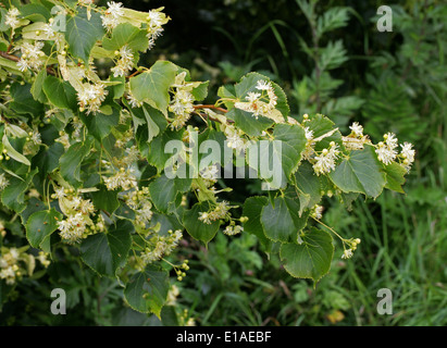 Comune di Tiglio fiori, Tilia vulgaris, delle Tiliaceae Foto Stock