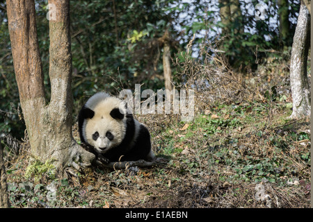 Giovane panda da un albero, Bifeng Xia, Sichuan, in Cina Foto Stock
