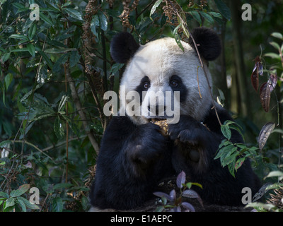 Panda adulto seduto in un posto di sole mangiando un bambù, Bifeng Xia, Sichuan, in Cina Foto Stock