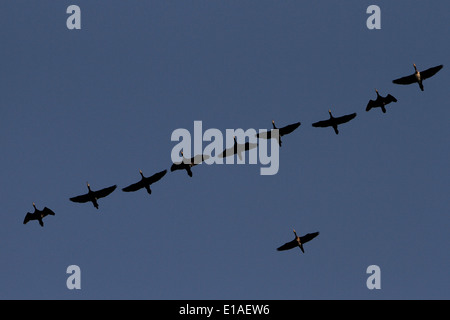 Un gruppo più grande di una matassa di rosa-footed oche in volo interno sopra l'Inghilterra del Norfolk coast Foto Stock