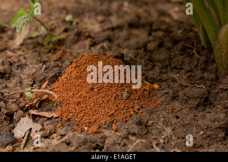 Tumulo di Ant su terreno argilloso - USA Foto Stock
