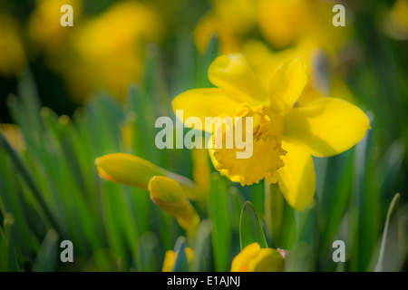 Daffodil Foto Stock