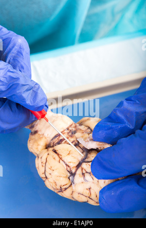 Fisiologia studente esaminando un cervello di una mucca di prendere uno sguardo più da vicino a un nervo ottico prima di iniziare la dissezione Foto Stock