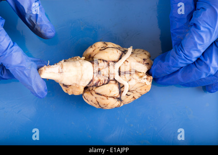 Fisiologia studente la dissezione di un cervello di mucca diplaying il lato inferiore dell'organo con il tronco cerebrale, nervi ottici ed olfattiva Foto Stock