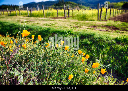 Vista ravvicinata del Giallo California papaveri che fiorisce in Napa Valley, California Foto Stock