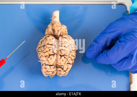 Vacca intera cervello visto da sopra illustrante i due emisferi e tronco cerebrale come si trova sul tavolo di dissezione di un patholog Foto Stock