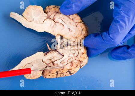 Sezione trasversale longitudinale di una mucca cervello attraverso il tronco cerebrale e lobi che mostra la spirale interna struttura di tessuto Foto Stock