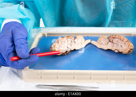 Sezione trasversale di una vacca del cervello in un laboratorio con una anatomia di puntamento dello studente con una sonda per la zona della ghiandola pituitaria un Foto Stock