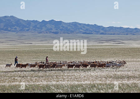 Nomads la guida capre Cashmere (Capra hircus laniger) attraverso la steppa, Feathergrass o giù per erba (Stipa pennata) Foto Stock