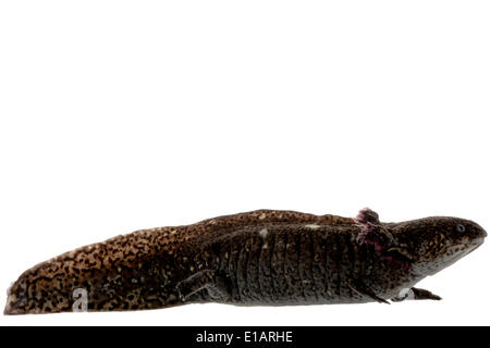 (Axolotl Ambystoma mexicanum), captive, Germania Foto Stock