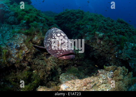 Dusky cernie o Merou (Epinephelus marginatus), vicino a Santa Maria, Azzorre, Oceano Atlantico, Portogallo Foto Stock