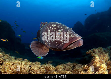 Dusky cernie o Merou (Epinephelus marginatus), vicino a Santa Maria, Azzorre, Oceano Atlantico, Portogallo Foto Stock