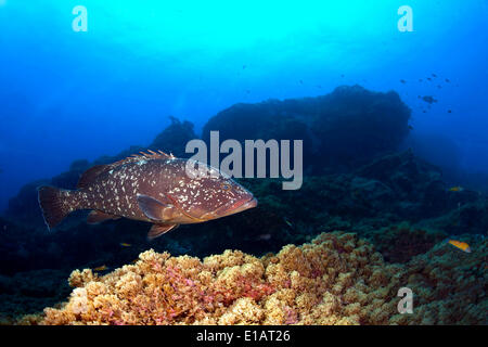 Dusky cernie o Merou (Epinephelus marginatus), vicino a Santa Maria, Azzorre, Oceano Atlantico, Portogallo Foto Stock