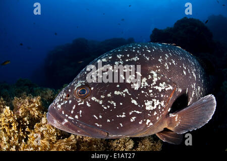 Dusky cernie o Merou (Epinephelus marginatus), vicino a Santa Maria, Azzorre, Oceano Atlantico, Portogallo Foto Stock