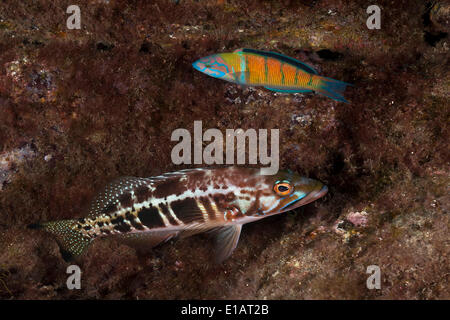 Dalla pettinatrice (Serranus cabrilla), sotto e ornate Wrasse (Thalassoma pavo), vicino a Santa Maria, Azzorre, Oceano Atlantico, Portogallo Foto Stock