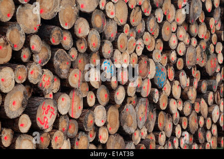 Impilati e contrassegnati i registri di abete (picea), Baviera, Germania Foto Stock