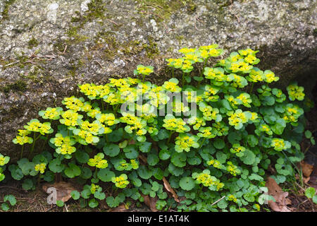 Alternate-lasciava golden sassifraga (Chrysosplenium alternifolium), Foresta Bavarese, Baviera, Germania Foto Stock