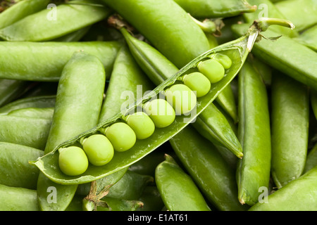 I piselli in un pod closeup Foto Stock