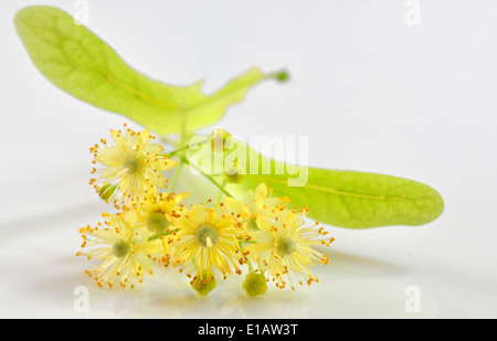 I fiori di tiglio isolati su sfondo bianco Foto Stock