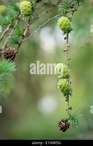 Larix x eurolepis. Dunkeld larice coni. (Vecchi e nuovi) Foto Stock